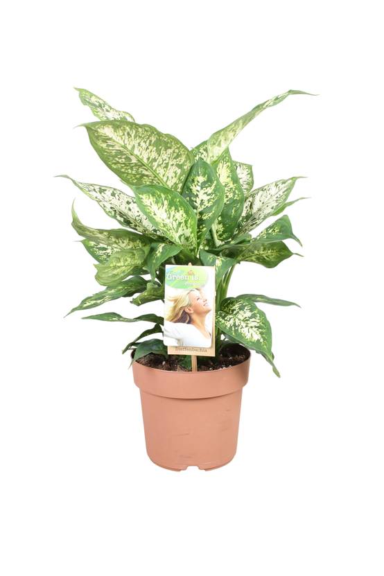 Dieffenbachia 'Compacta' 45cm - Plante d'intérieur- La Green Touch - Image 1