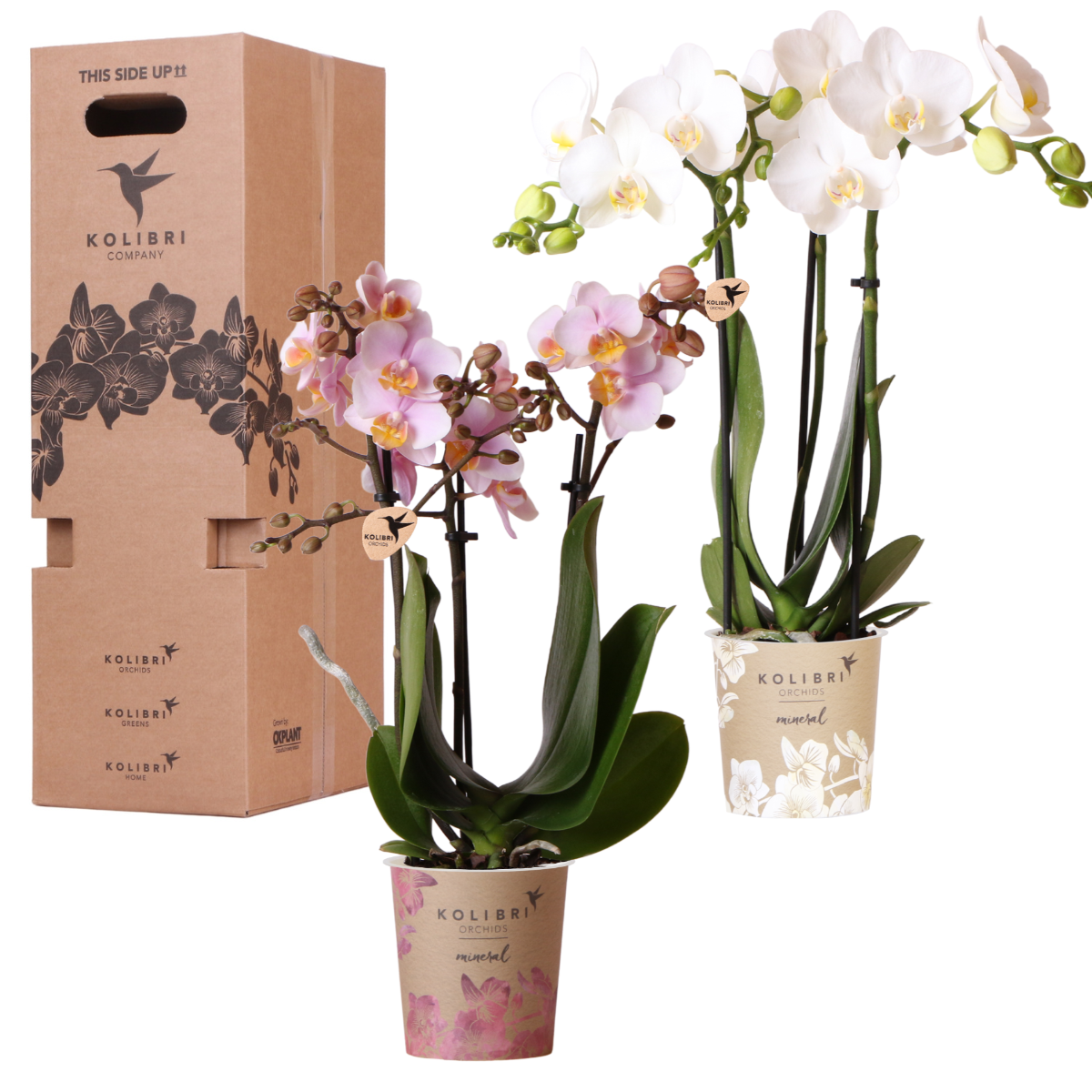 Coffret Avantage Plantes - D9 H35cm - Image 1