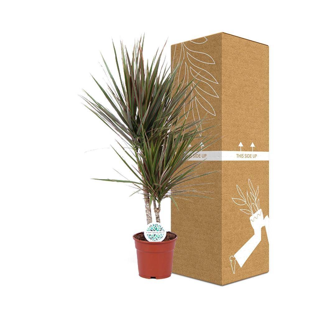 La Green Touch - Dracaena Bicolor - D17 H75cm - Image 3