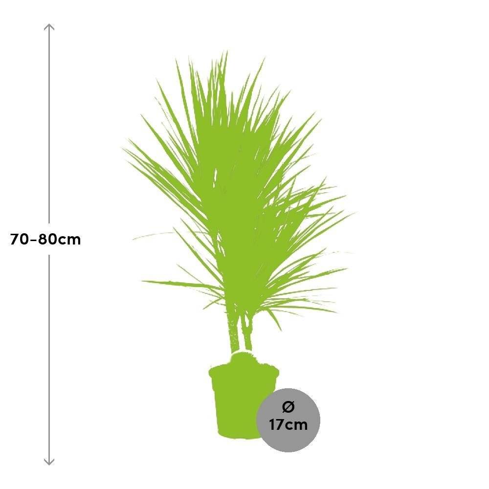 La Green Touch - Dracaena Bicolor - D17 H75cm - Image 2
