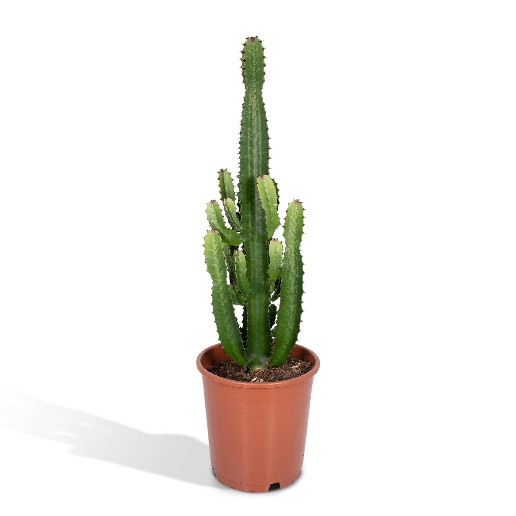 Euphorbe Acrurensis 60cm - Plante d'intérieur- La Green Touch - Image 9