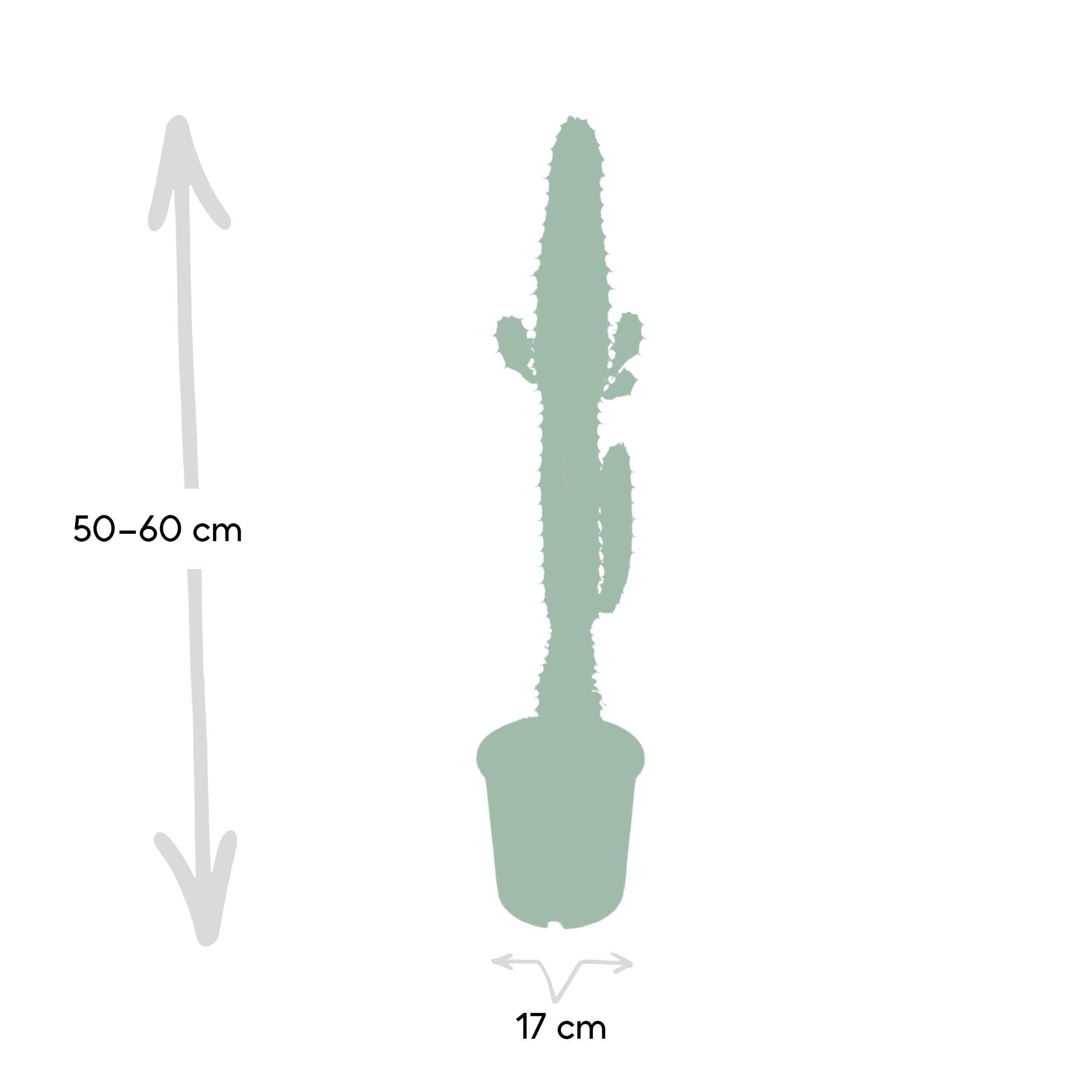 Euphorbe Acrurensis 60cm - Plante d'intérieur- La Green Touch - Image 4