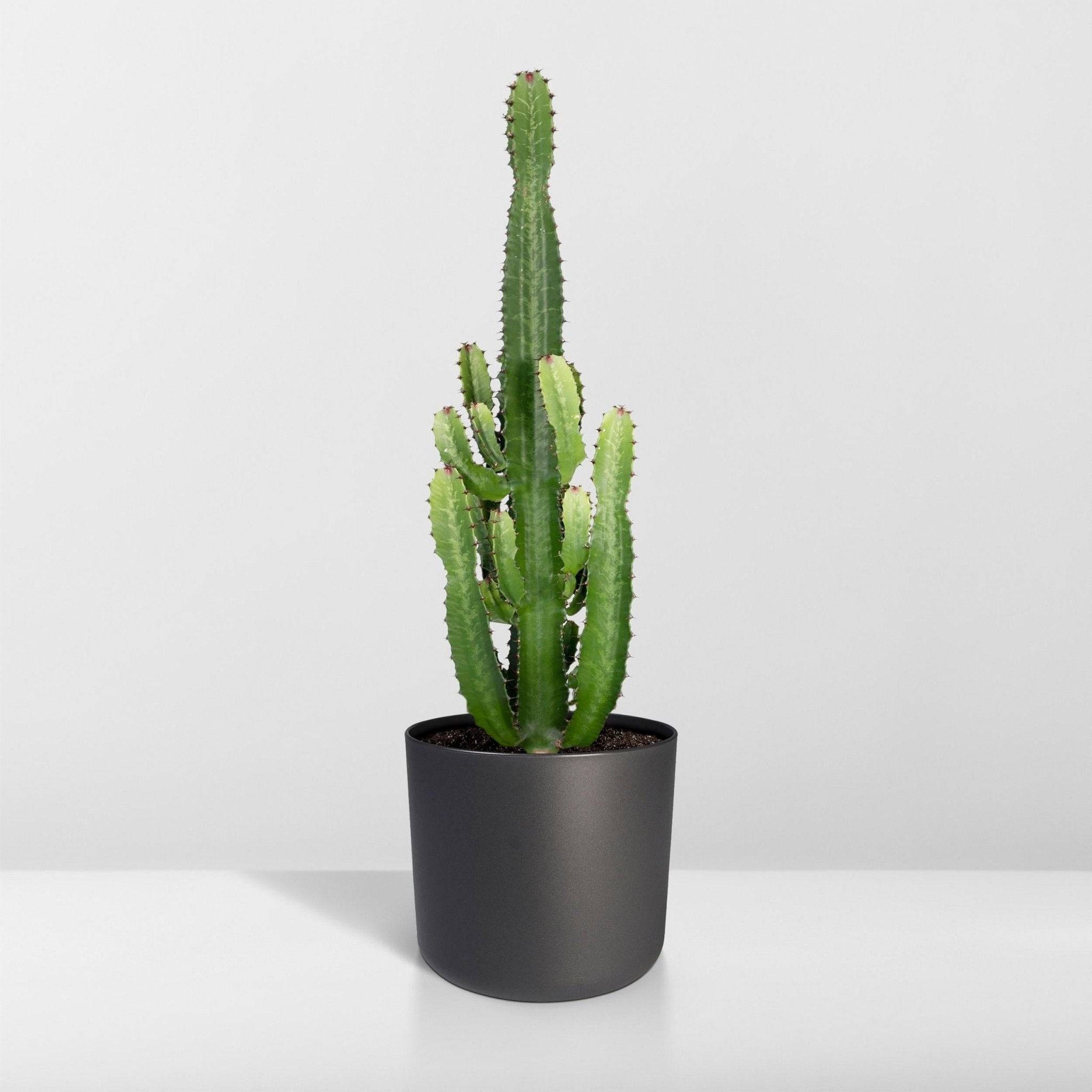 Euphorbe Acrurensis 60cm - Plante d'intérieur- La Green Touch - Image 8