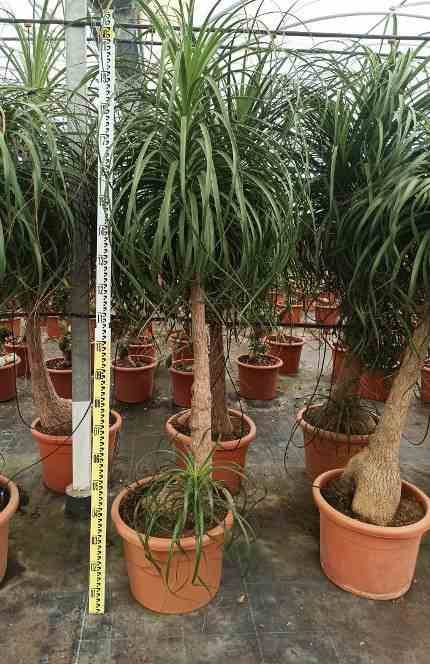 Sans Marque - Beaucarnea recurvata [syn. Nolina r.] SPECIMEN Taille:Pot de 60L - 1 tronc - 175/200cm - Image 7