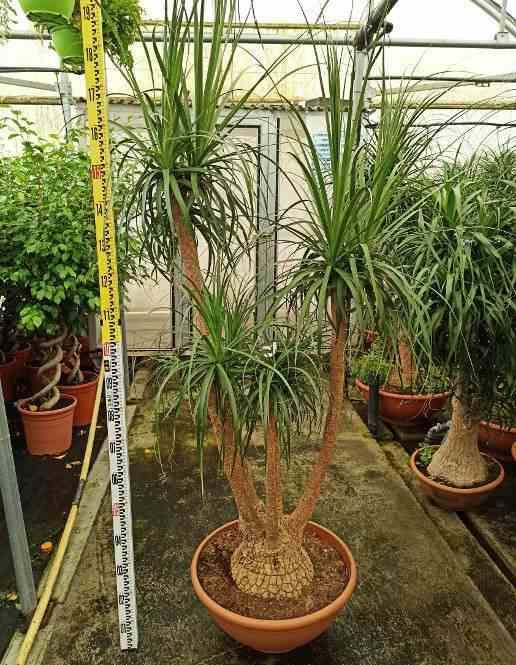 Sans Marque - Beaucarnea recurvata [syn. Nolina r.] SPECIMEN Taille:Pot de 60L - 1 tronc - 175/200cm - Image 3