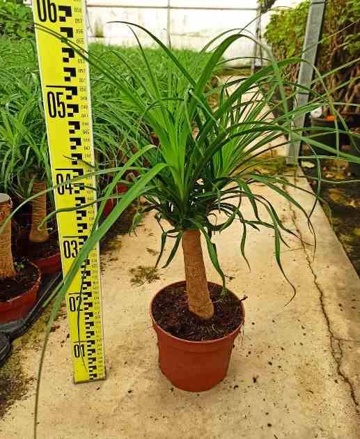 Sans Marque - Beaucarnea recurvata [syn. Nolina r.] SPECIMEN Taille:Pot de 60L - 1 tronc - 175/200cm - Image 4