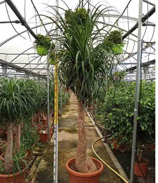 Sans Marque - Beaucarnea recurvata [syn. Nolina r.] SPECIMEN Taille:Pot de 60L - 1 tronc - 175/200cm - Image 6