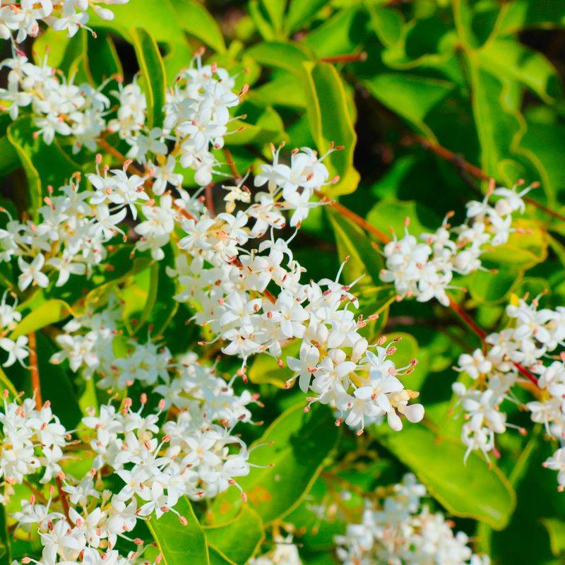 10 Troène Du Japon (Ligustrum Japonicum) - Haie de Troène Du Japon - - Pépinières Naudet - Image 2