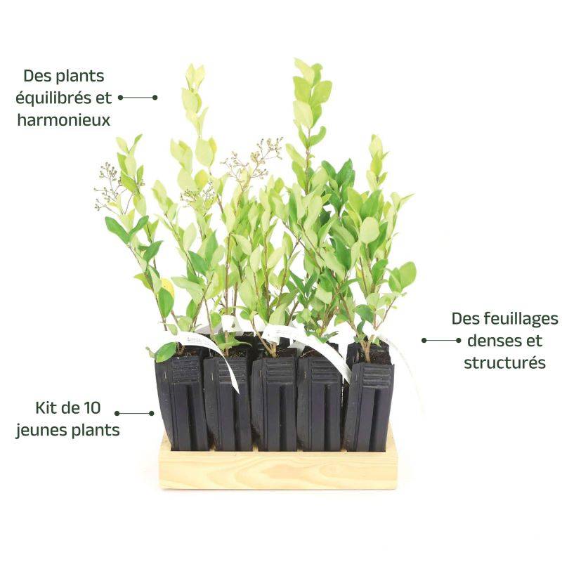 10 Troène Du Japon (Ligustrum Japonicum) - Haie de Troène Du Japon - - Pépinières Naudet - Image 4
