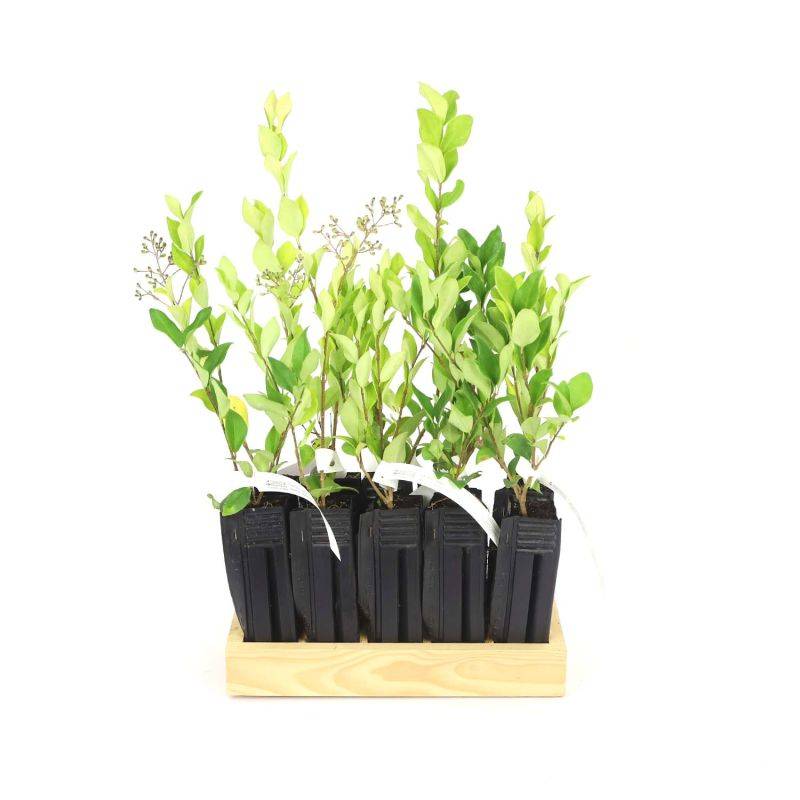10 Troène Du Japon (Ligustrum Japonicum) - Haie de Troène Du Japon - - Pépinières Naudet - Image 3
