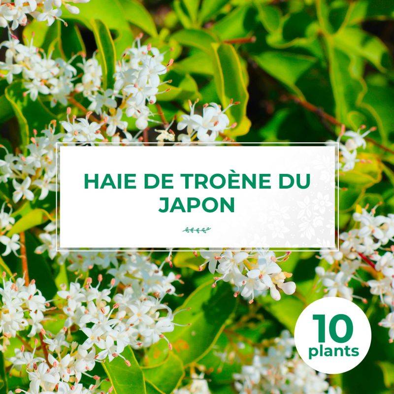 10 Troène Du Japon (Ligustrum Japonicum) - Haie de Troène Du Japon - - Pépinières Naudet - Image 1