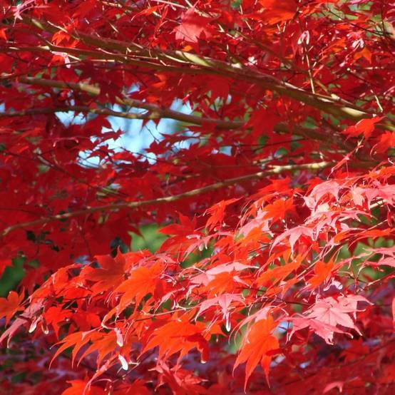 Érable du Japon Shirazz, Acer palmatum - Pot de 4L - 40/60 cm - Image 5