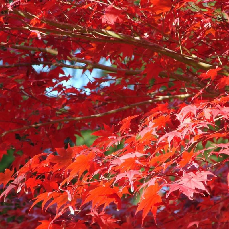 Érable du Japon Shirazz, Acer palmatum - Pot de 4L - 40/60 cm - Image 5