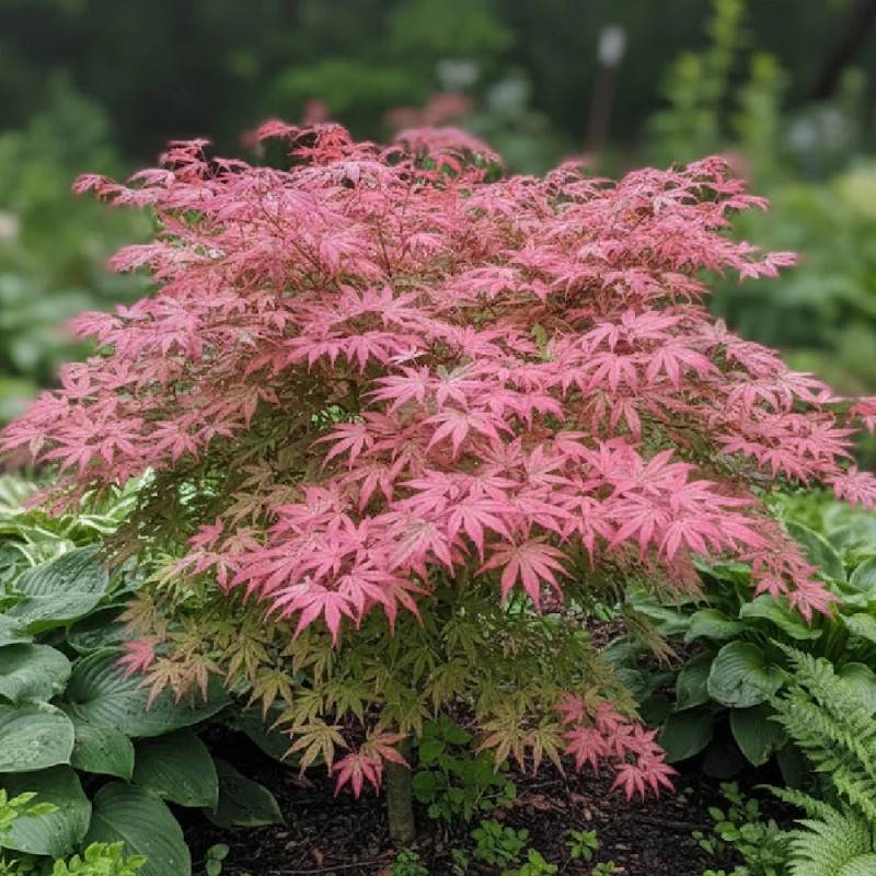 Érable du Japon Shirazz, Acer palmatum - Pot de 4L - 40/60 cm - Image 4