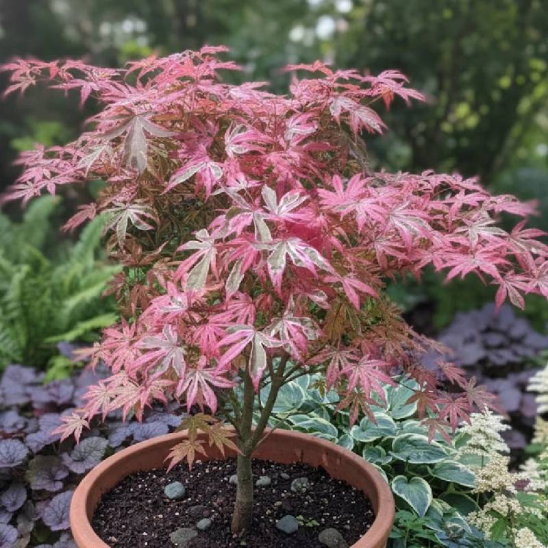Érable du Japon Shirazz, Acer palmatum - Pot de 4L - 40/60 cm - Image 3