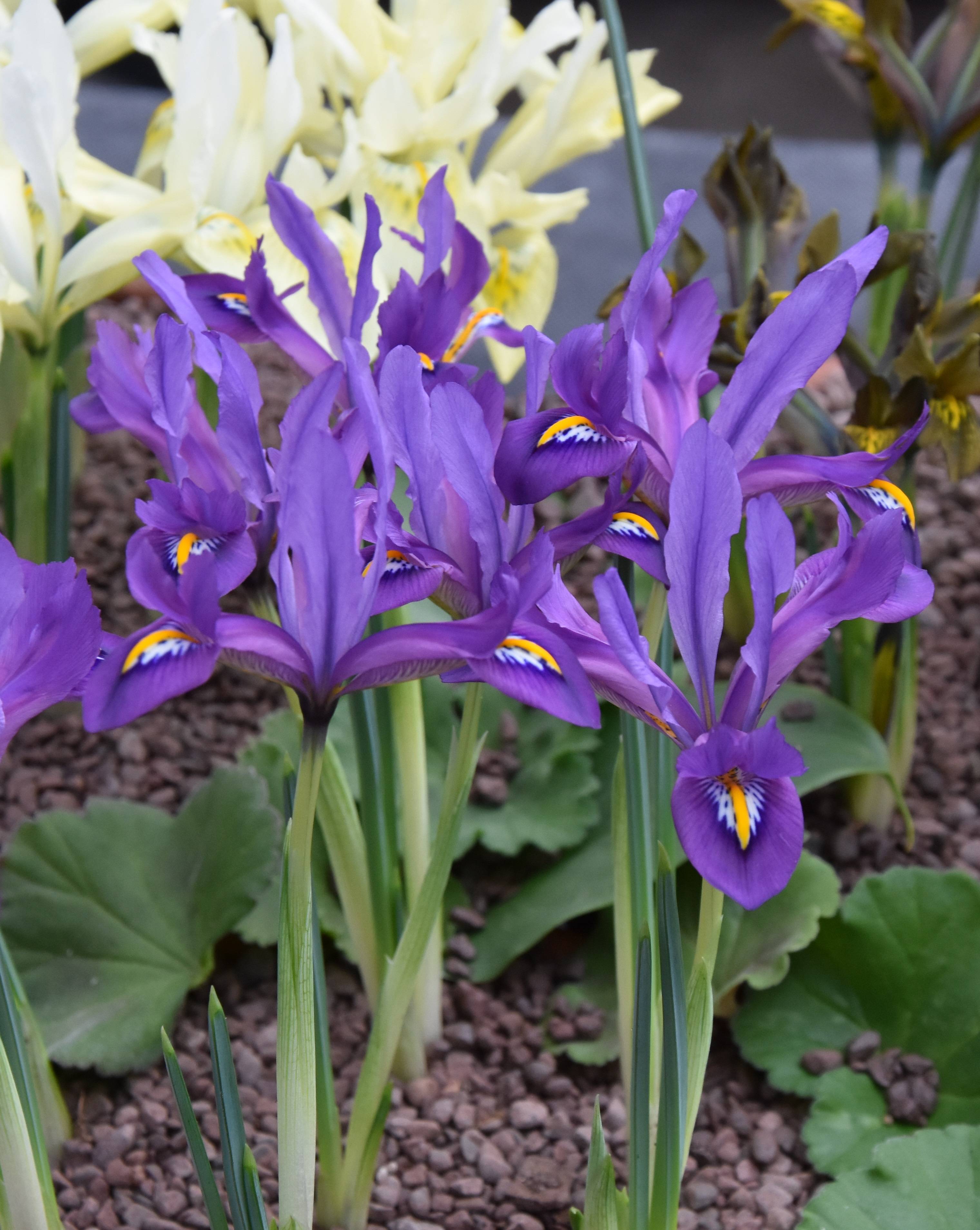 Promesse de Fleurs - Iris reticulata Scent Sational Bulbe calibre 5+ (par 5)