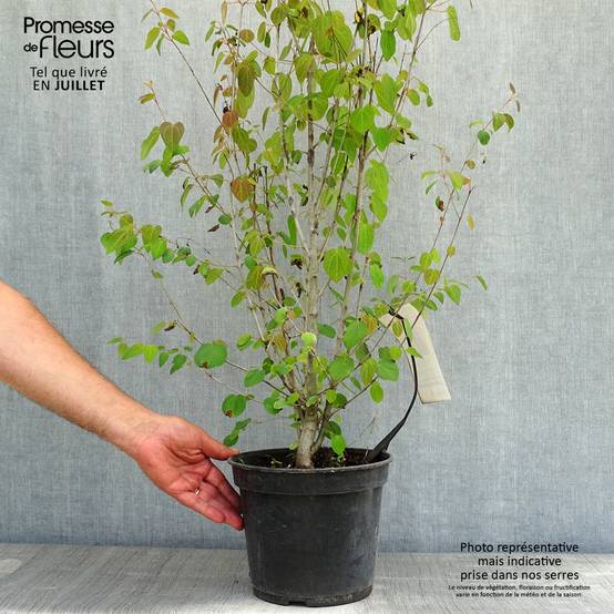 Arbre à caramel - Cercidiphyllum japonicum Pot de 3L/4L - Image 2