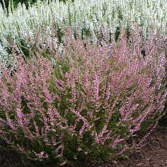 Promesse de Fleurs - Bruyère d'été - Calluna vulgaris Marlies Pot de 1L/1,5L