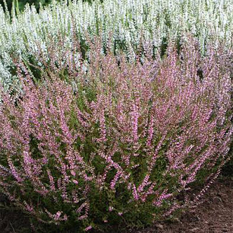 Promesse de Fleurs - Bruyère d'été - Calluna vulgaris Marlies Pot de 1L/1,5L