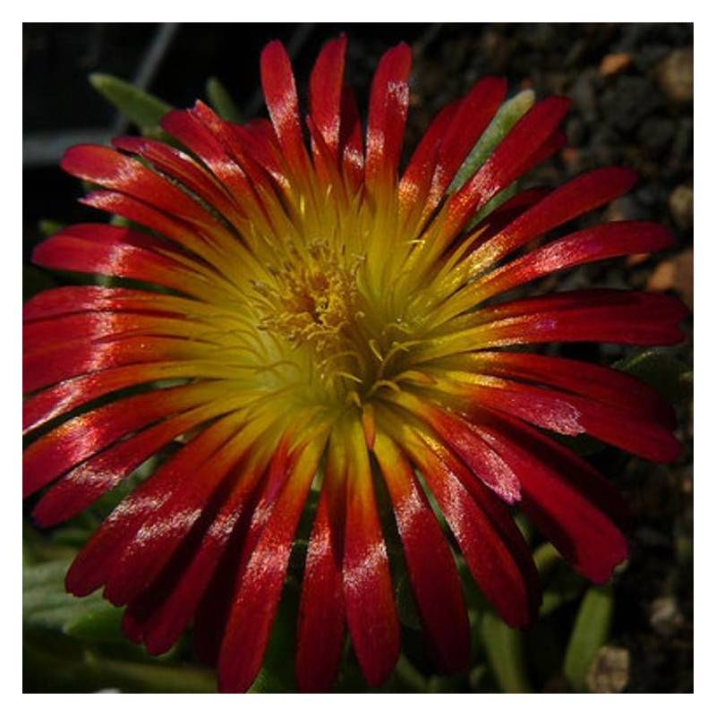 Delosperma Orange Wonder®, Pourpier vivace à fleurs Jaune - feuillage Persistant - Pot de 3L - 20/40 cm-  hauteur à maturité De 0,15 m à 0,50 m
