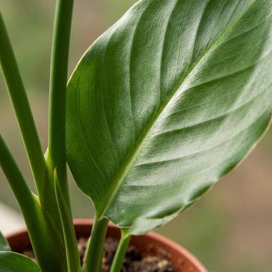 Strelitzia Reginea - Oiseau de paradis - Pot de 12cm - 4 plantes - Blanc - Plantes d'intérieur - Image 4