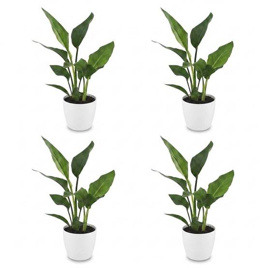 Strelitzia Reginea - Oiseau de paradis - Pot de 12cm - 4 plantes - Blanc - Plantes d'intérieur - Image 2