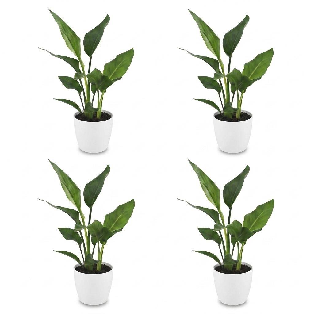 Strelitzia Reginea - Oiseau de paradis - Pot de 12cm - 4 plantes - Blanc - Plantes d'intérieur - Image 2