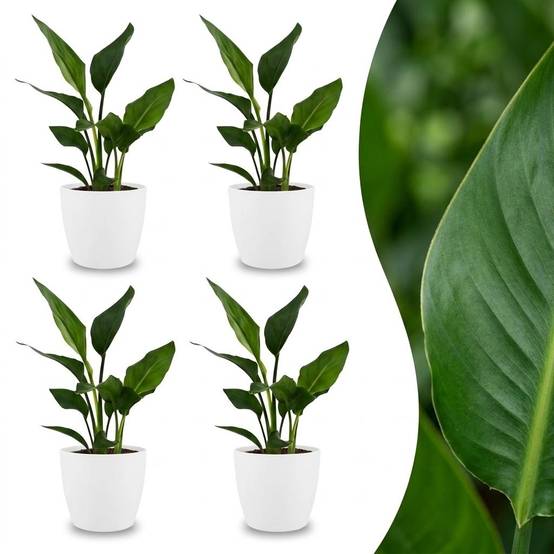 Strelitzia Reginea - Oiseau de paradis - Pot de 12cm - 4 plantes - Blanc - Plantes d'intérieur - Image 1