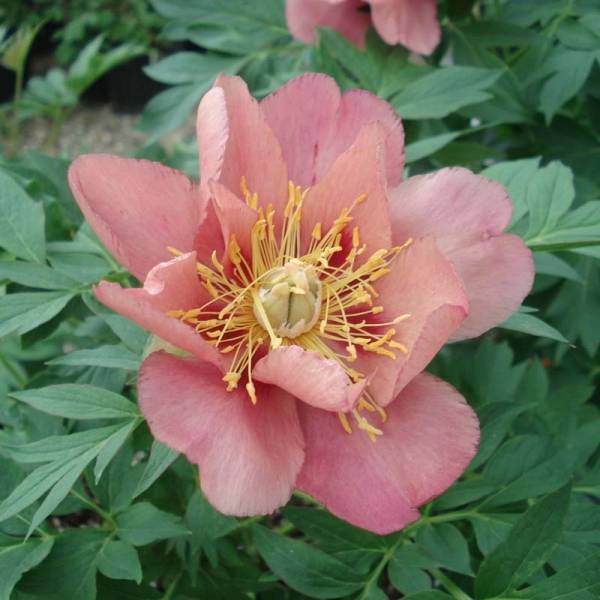 Promesse de Fleurs - Pivoine Itoh Old Rose Dandy Pot de 3L/4L