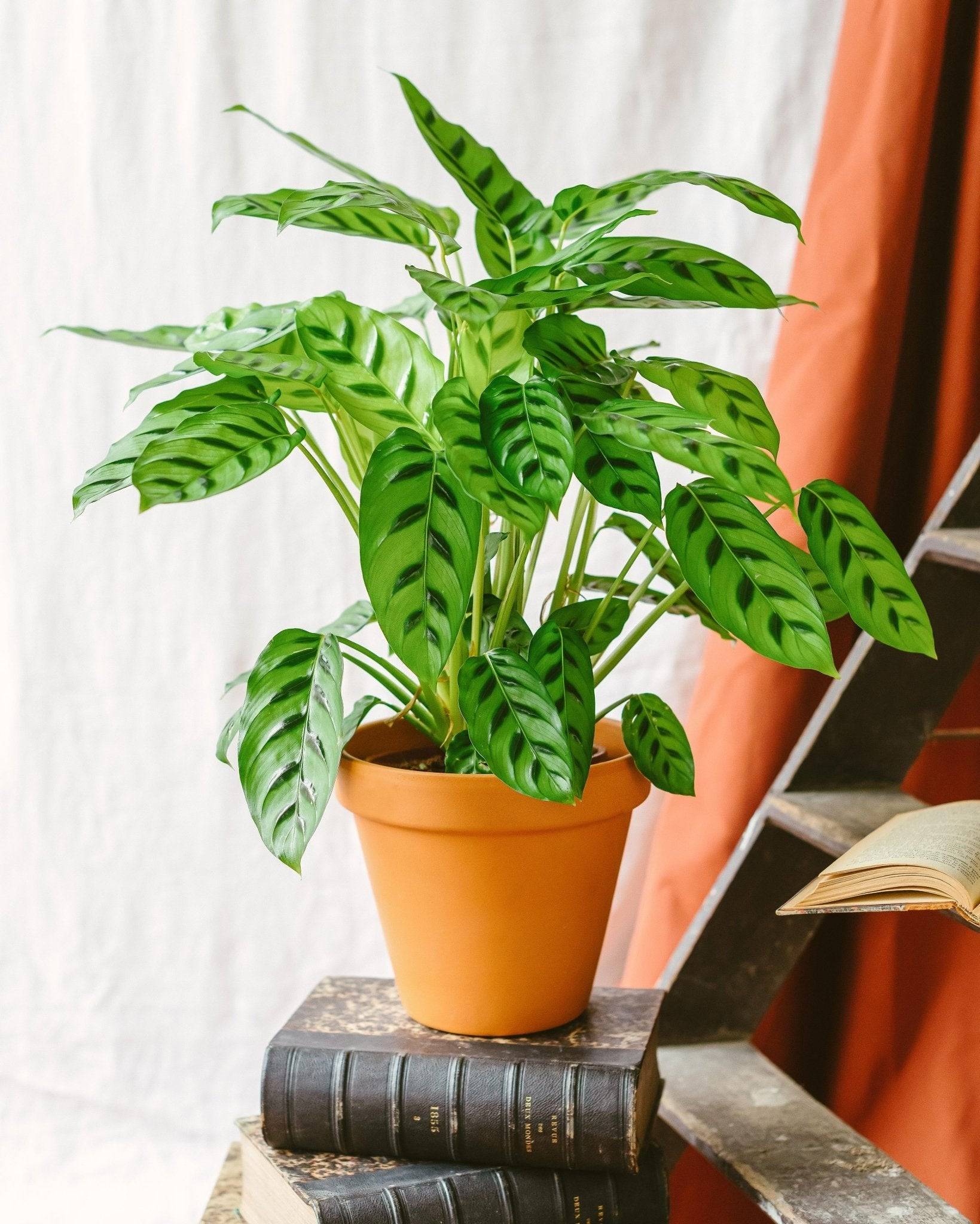 La Green Touch - Calathea Leopardina 65cm - Plante d'intérieur- La Green Touch - Image 2