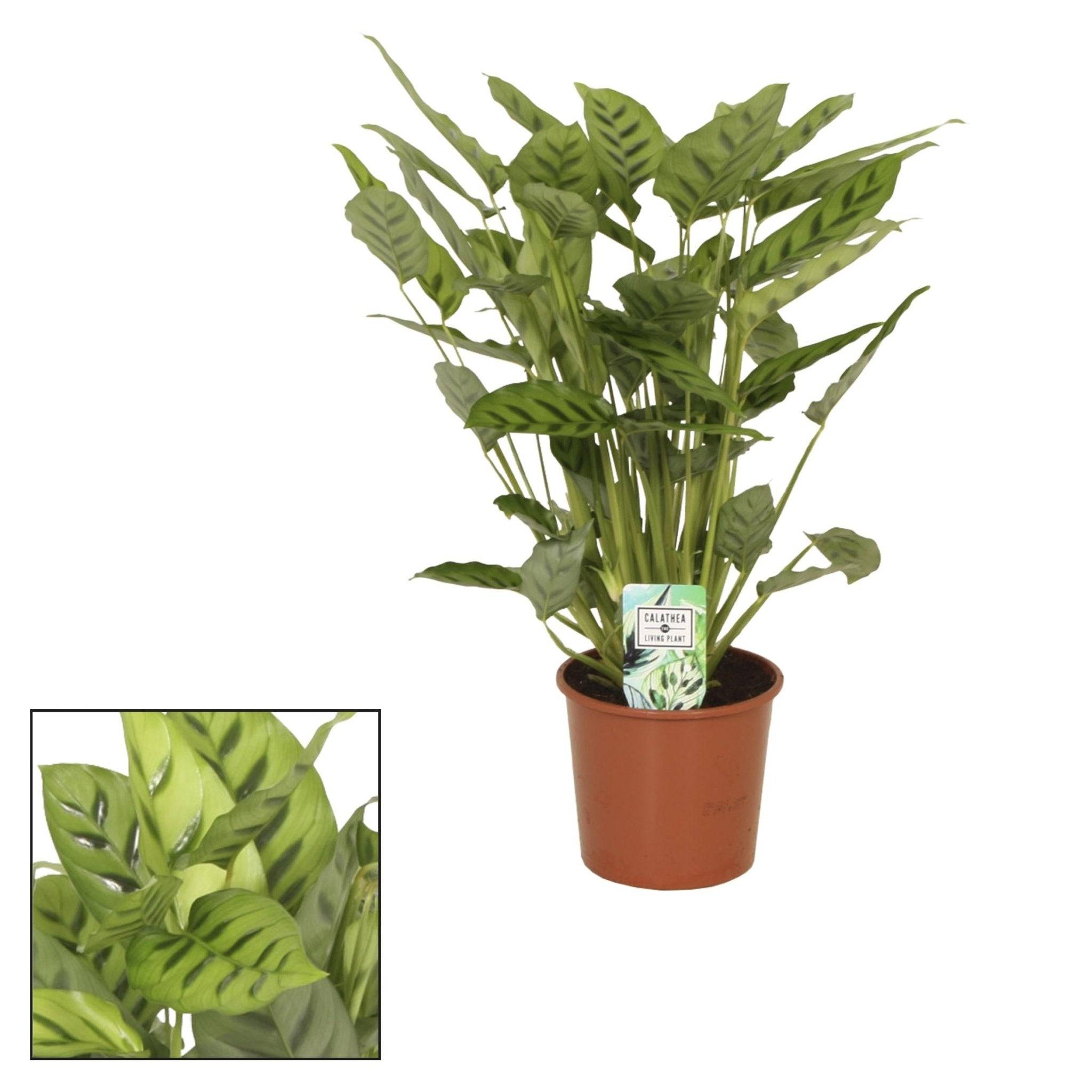 La Green Touch - Calathea Leopardina 65cm - Plante d'intérieur- La Green Touch - Image 3