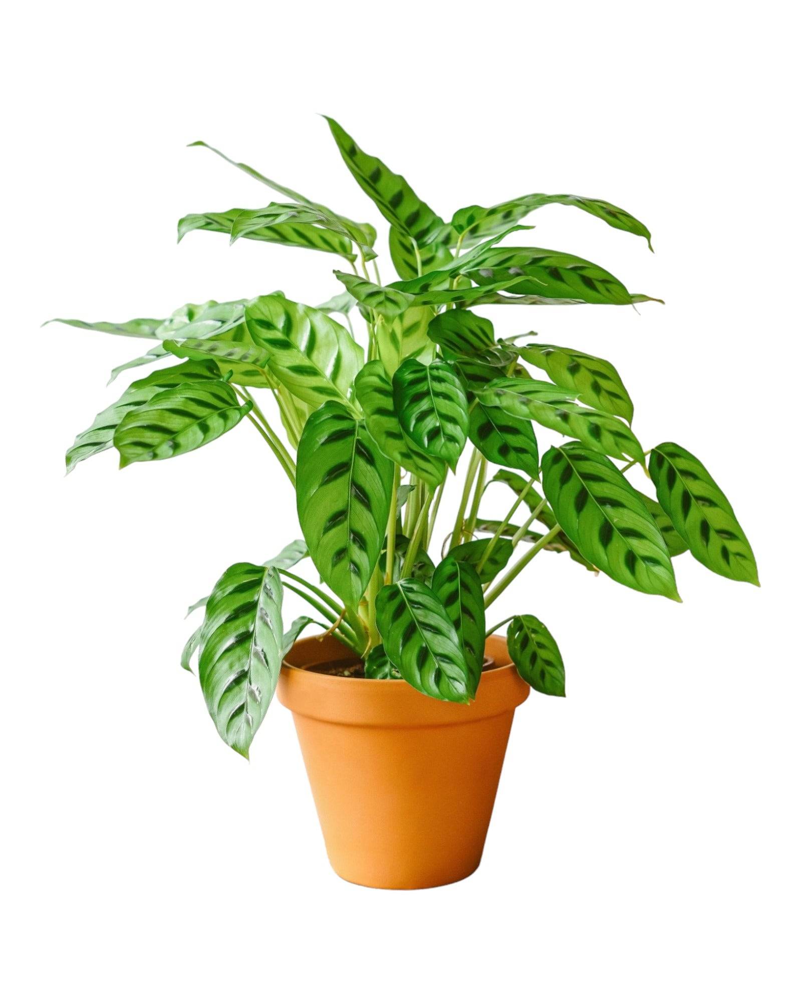 La Green Touch - Calathea Leopardina 65cm - Plante d'intérieur- La Green Touch - Image 1