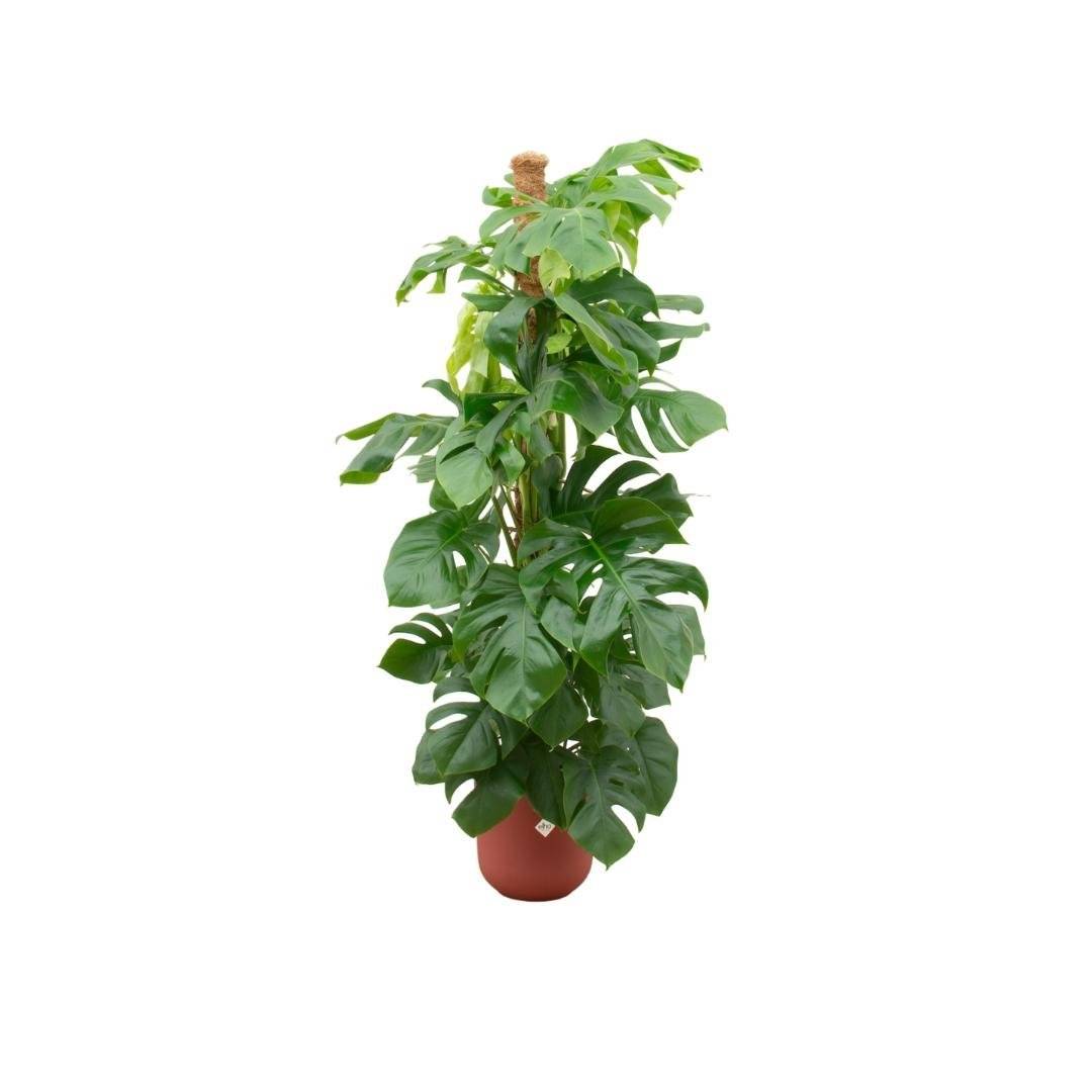 Monstera Pertusum 150cm et Son Pot Rouge - D26 H150cm