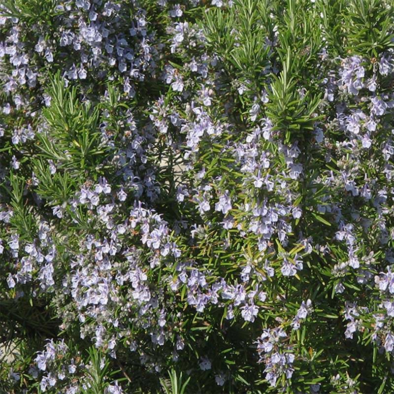 Romarin officinal Bio - Rosmarinus officinalis en plants Bio Pot de 1L/1,5L