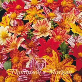 Graines de Dahlia nain Fireworks Mixed en mélange le sachet de 12 graines environ