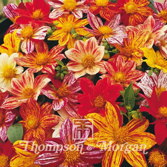 Promesse de Fleurs - Graines de Dahlia nain Fireworks Mixed en mélange le sachet de 12 graines environ