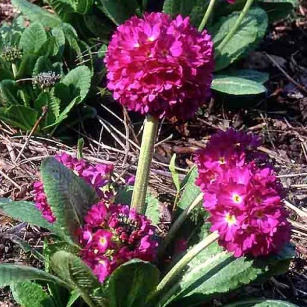 Primevère - Primula denticulata Rubin Godet de 8/9 cm