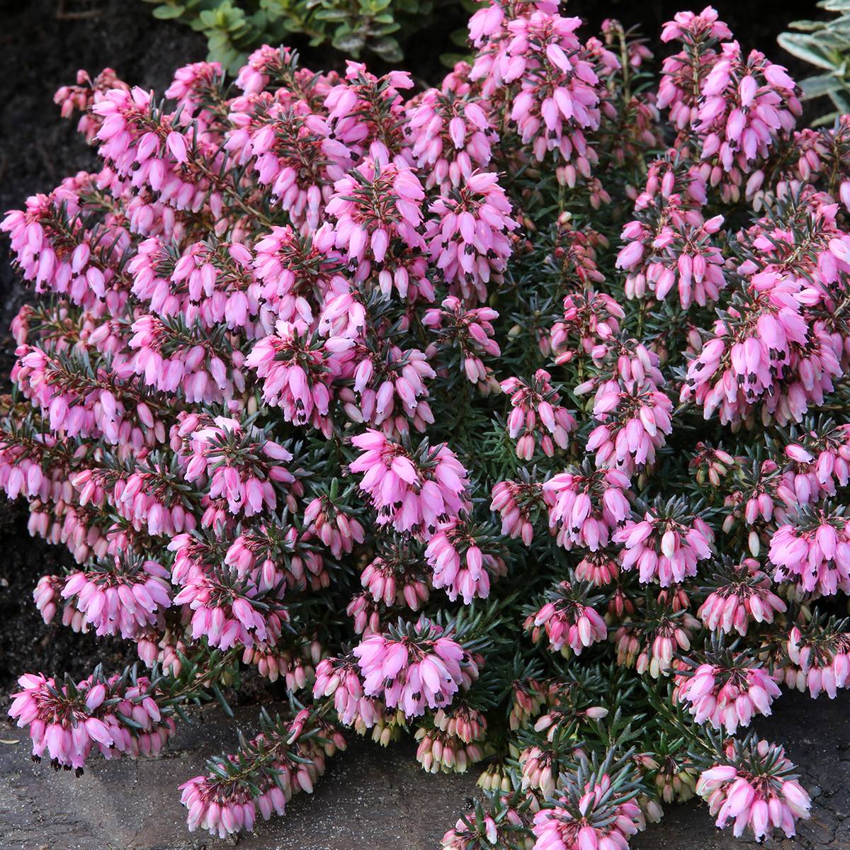 Bruyère des neiges - Erica carnea Wintersonne Pot de 12 cm / 13 cm