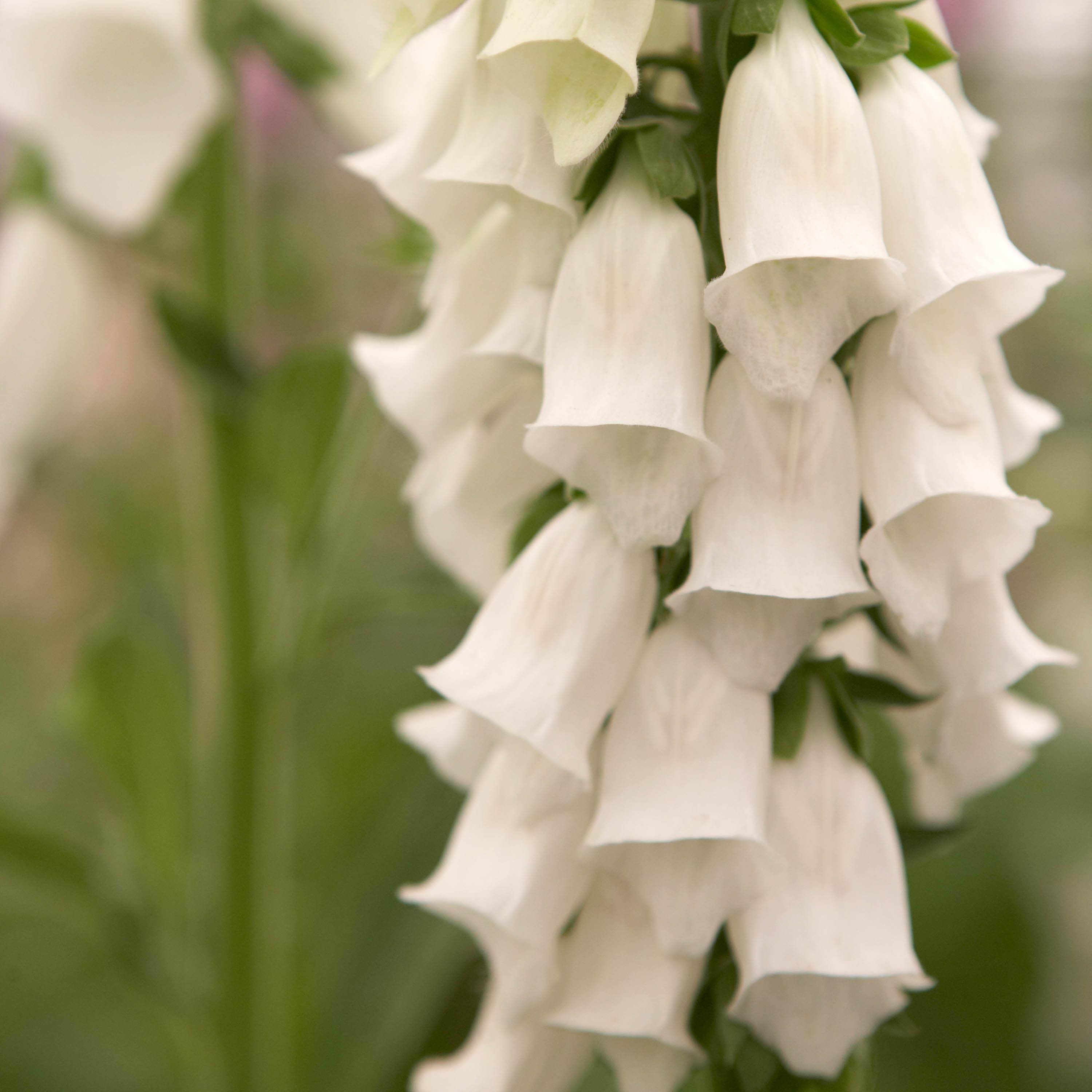 Promesse de Fleurs - Digitalis purpurea Snow Thimble - Digitale pourpre  Godet de 8/9 cm