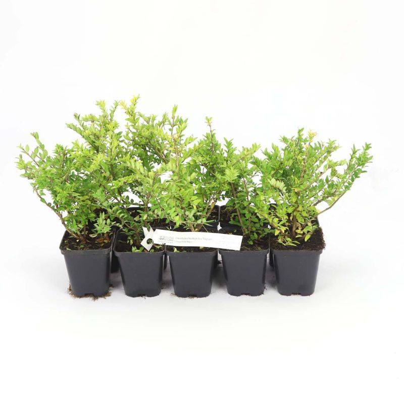 10 Chèvrefeuilles à feuilles de buis 'Maigruen' (Lonicera Nitida 'Maigrun') - Haie de Chèvrefeuille à feuilles de buis -  - Pépinières Naudet - Image 3