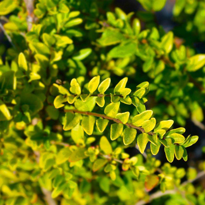 10 Chèvrefeuilles à feuilles de buis 'Maigruen' (Lonicera Nitida 'Maigrun') - Haie de Chèvrefeuille à feuilles de buis -  - Pépinières Naudet - Image 2