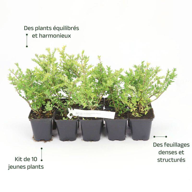 10 Chèvrefeuilles à feuilles de buis 'Maigruen' (Lonicera Nitida 'Maigrun') - Haie de Chèvrefeuille à feuilles de buis -  - Pépinières Naudet - Image 4