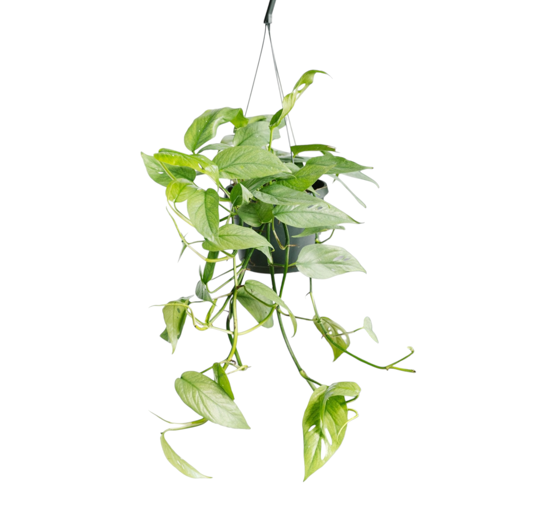 Epipremnum Cebu Blue 45cm - Plante d'intérieur- La Green Touch - Image 1