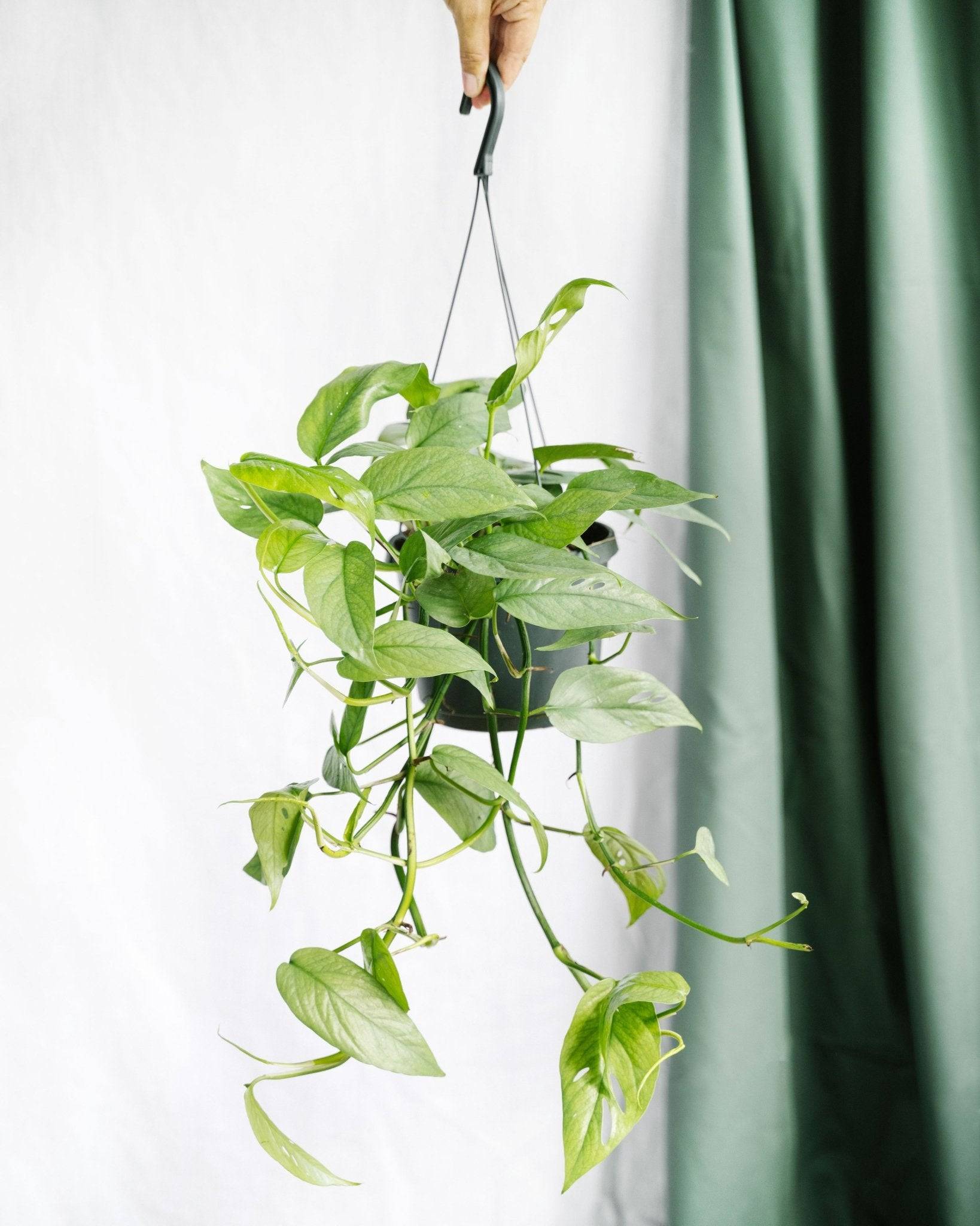 Epipremnum Cebu Blue 45cm - Plante d'intérieur- La Green Touch - Image 2