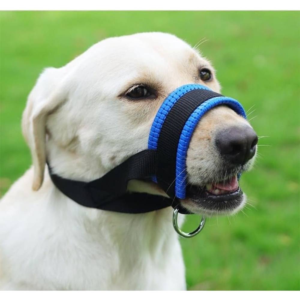 IntiMeg - Muselière bleue pour chien - IntiMeg - Image 2
