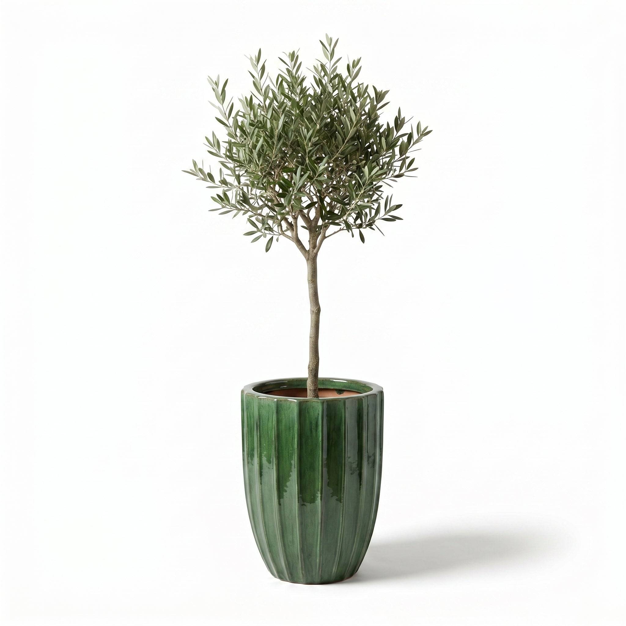 Lot olivier + pot HUGO 44x59cm vert jungle - Image 2