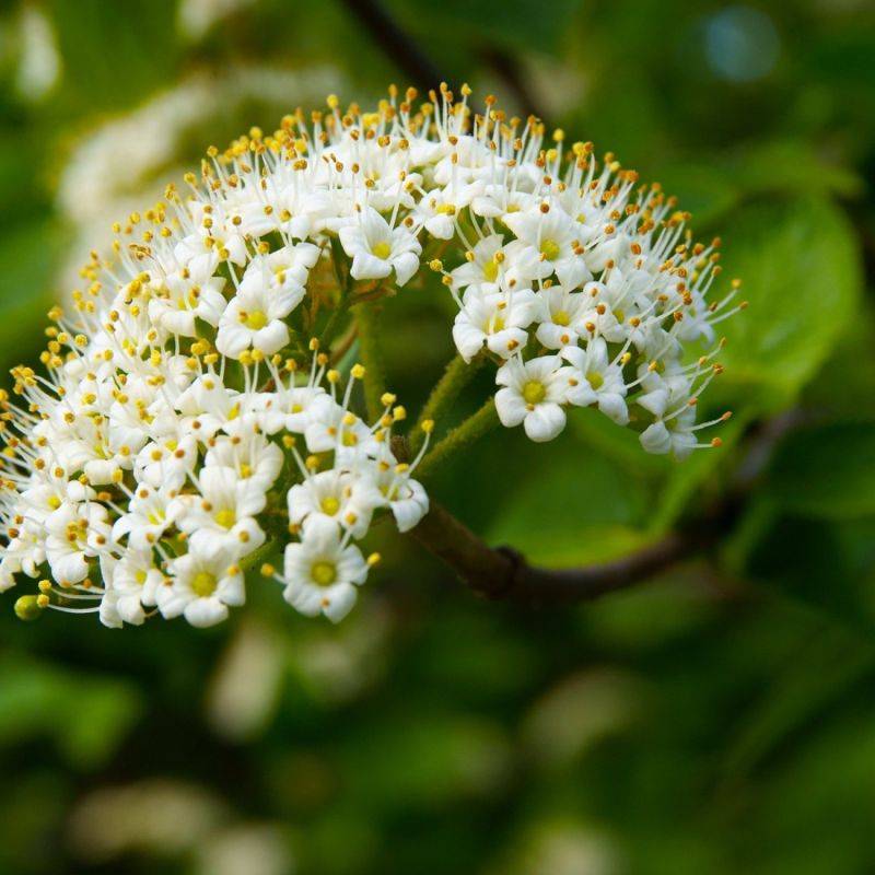 Alisier blanc (Sorbus aria) - Godet - Taille 20/40cm - Pépinières Naudet - Image 2