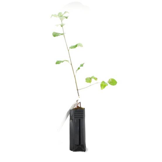 Alisier blanc (Sorbus aria) - Godet - Taille 20/40cm - Pépinières Naudet - Image 3