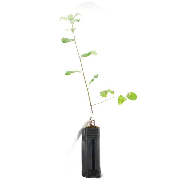 Alisier blanc (Sorbus aria) - Godet - Taille 20/40cm - Pépinières Naudet - Image 3