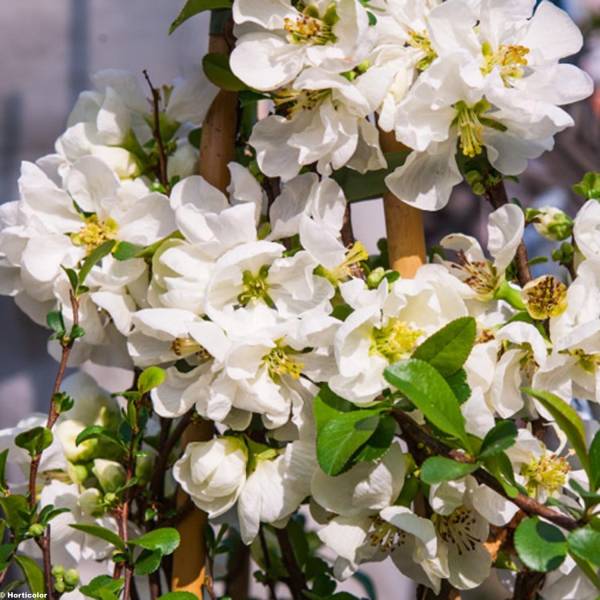Promesse de Fleurs - Cognassier du Japon Jet Trail - Chaenomeles superba Pot de 7,5L/10L